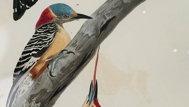 Midi au musée : Jean-Jacques Audubon, l’art de graver la nature à Niort