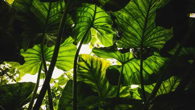 Salon Léo Habitat - Marché aux plantes - Limoges