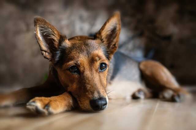 Conférence - atelier : La communication animale