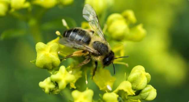 Génétique des abeilles, à la Bibliothèque