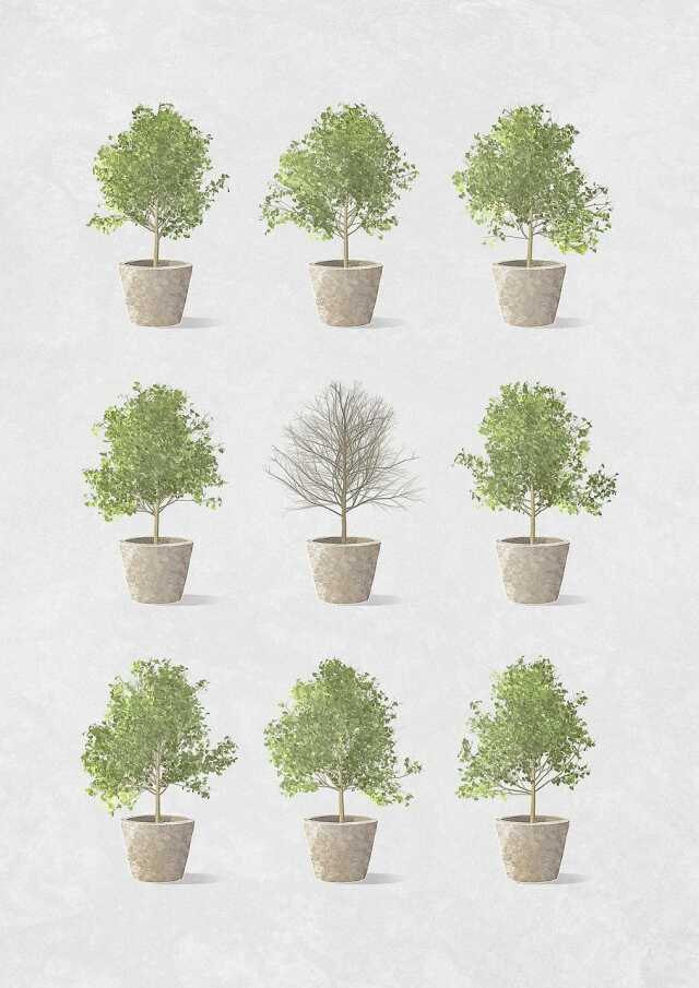 Foire aux plantes