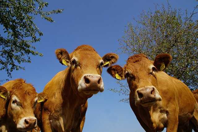 Foire aux bovins