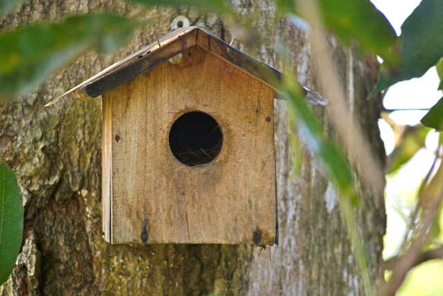 Créer un nichoir à oiseaux