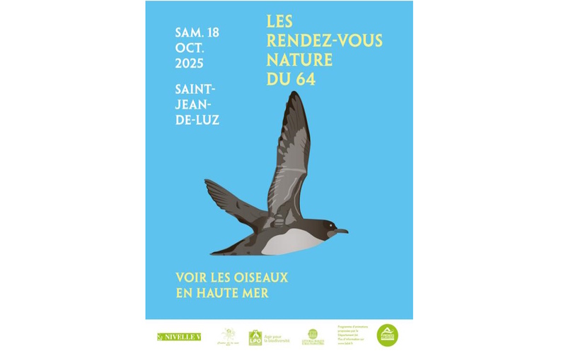 RDV Nature du 64 - Voir les oiseaux en haute mer à Saint-Jean-de-Luz