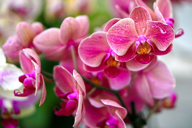 Salon des Orchidées - Feytiat