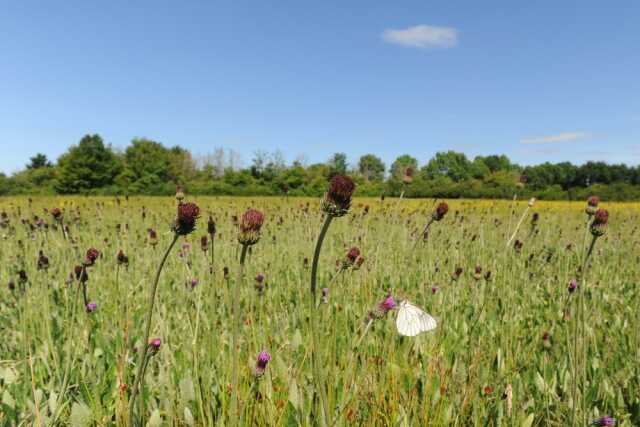 Sortie naturaliste