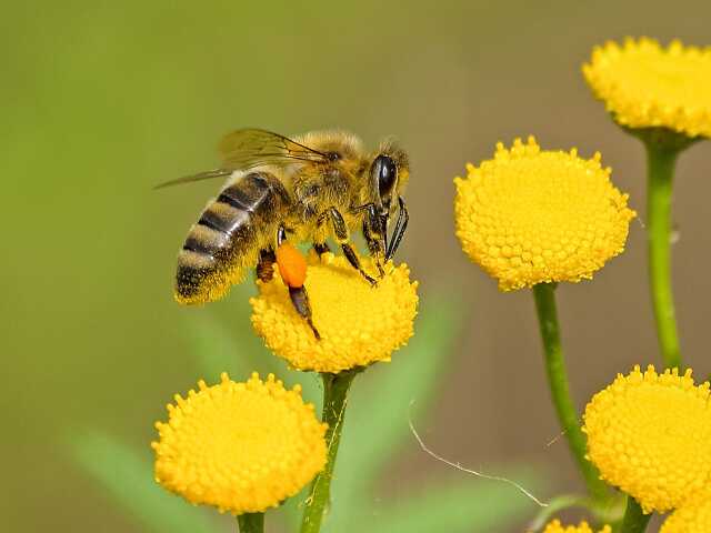 Découvrir le monde des abeilles...