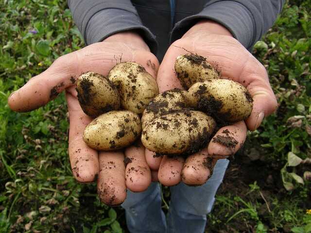 Fête de la Patate