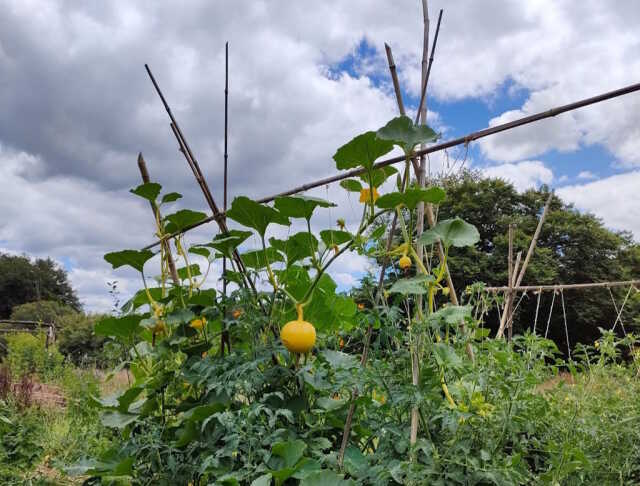 Initiez-vous à la permaculture à St-Laurent-les-Eglises