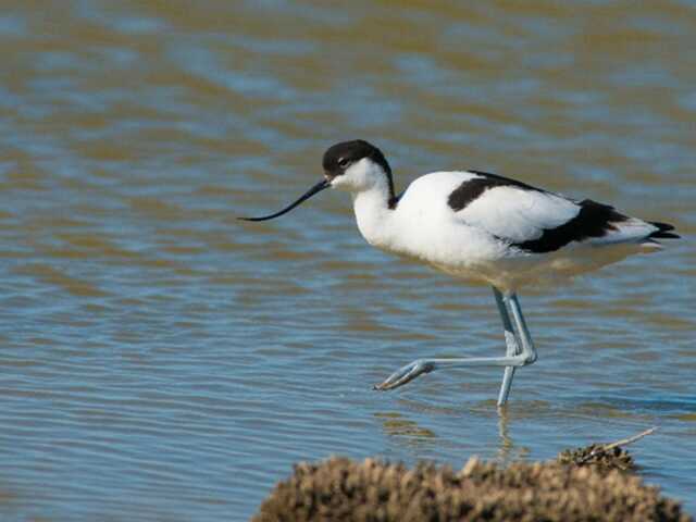 SORTIE LPO - DÉCOUVERTE DES OISEAUX DES ÉTANGS ET SALINS DE GRUISSAN