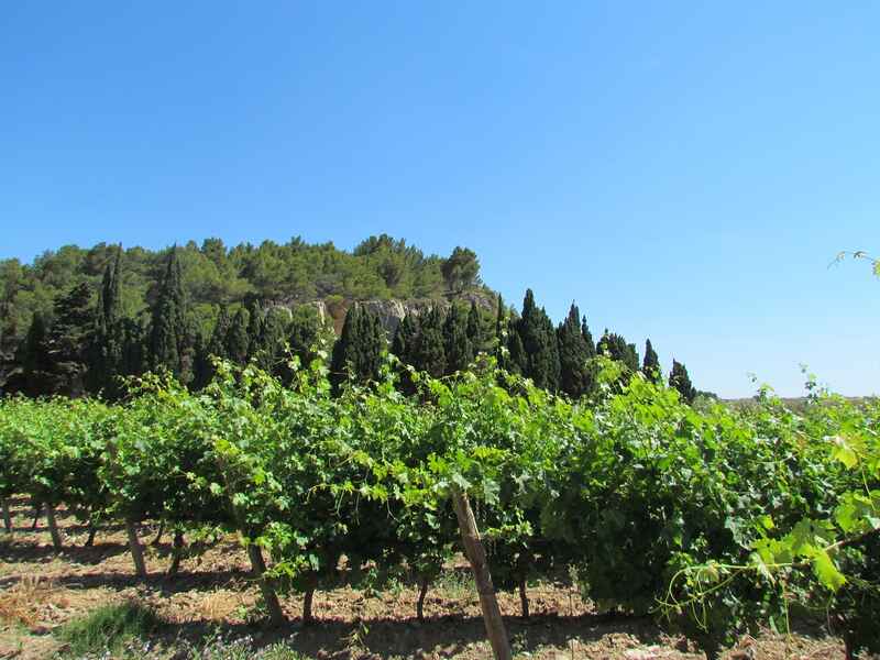 BALADES VIGNERONNES - CHÂTEAU ROUQUETTE