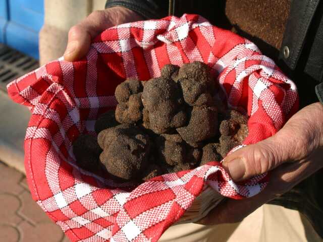 LES AMPÉLOFOLIES DU CABARDÈS - TRUFFE ET VIN