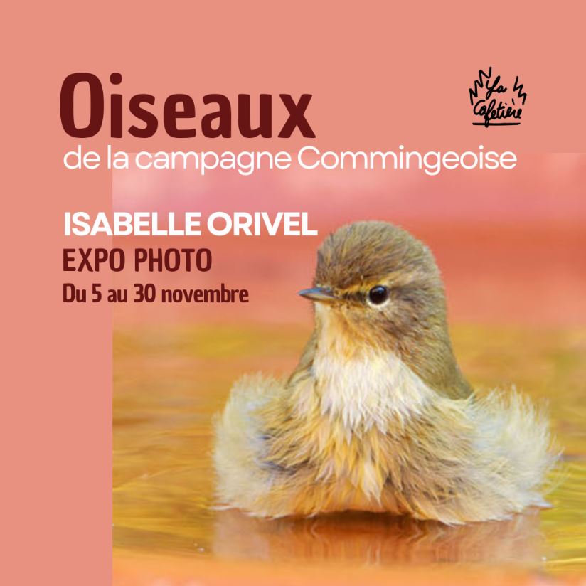 EXPO-PHOTO OISEAUX DE LA CAMPAGNE COMMINGEOISE