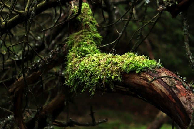 UNE FÊTE AU CŒUR DE LA FORÊT