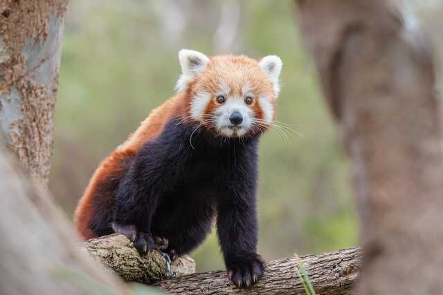 EXPOSITION D'ANIMAUX EN VOIE D'EXTINCTION