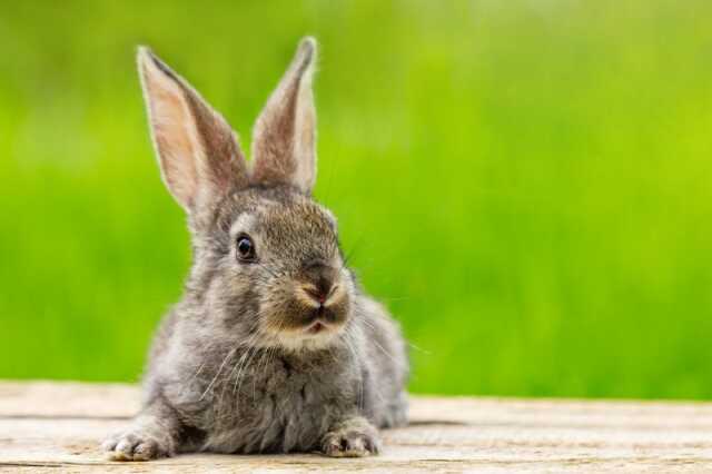 MÉDIATION ANIMALE : LAPIN (0/3 ANS)