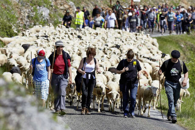 Transhumance Rocamadour- Luzech 2025 : étape Crayssac - Luzech