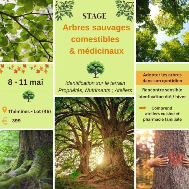 Stage à Thémines : arbres sauvages comestibles et médicinaux