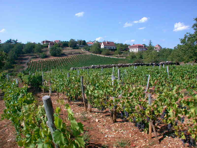 Marche gourmande dans le vignoble