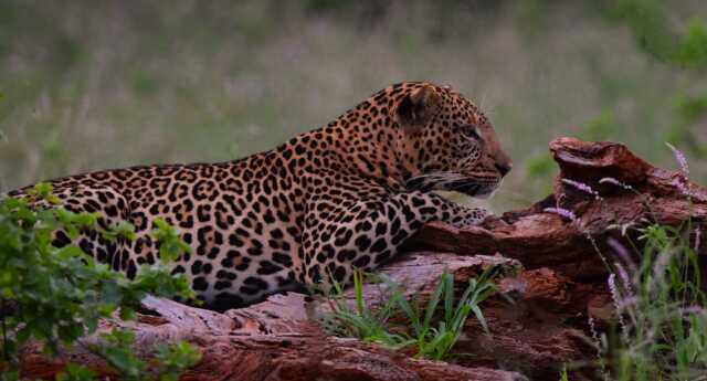 Kenya, terre de savane