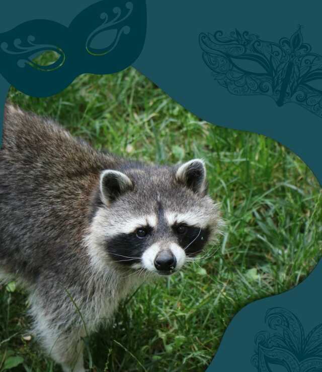 Le Carnaval des Animaux Masqués au Parc Animalier de Gramat