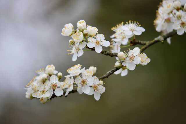 Réveillez de printemps en musique