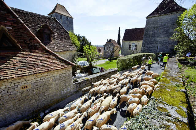 Transhumance Rocamadour - Luzech 2025 : arrivée à Gigouzac