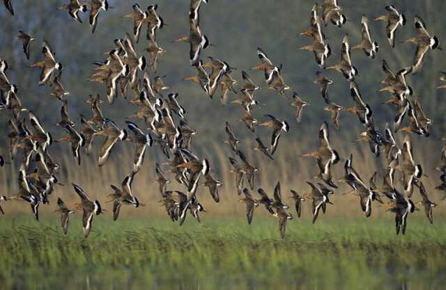 Maine-et-Loire - Randonnée et balade - Les oiseaux migrateurs, des basses  vallées Angevines - Agenda Sainte-Gemmes-sur-Loire 49130