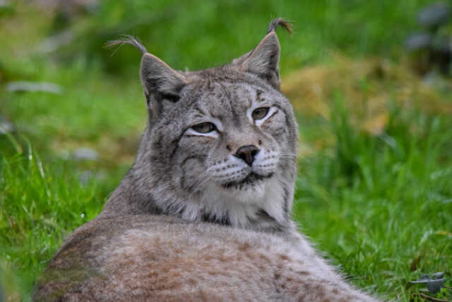 Les grands prédateurs en hiver, par la Fondation pour les ours