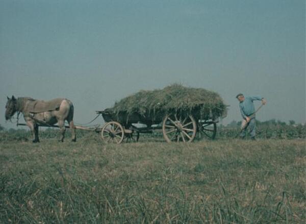 Les animaux à l'ouvrage : chroniques en Alsace rurale (1930-1980)