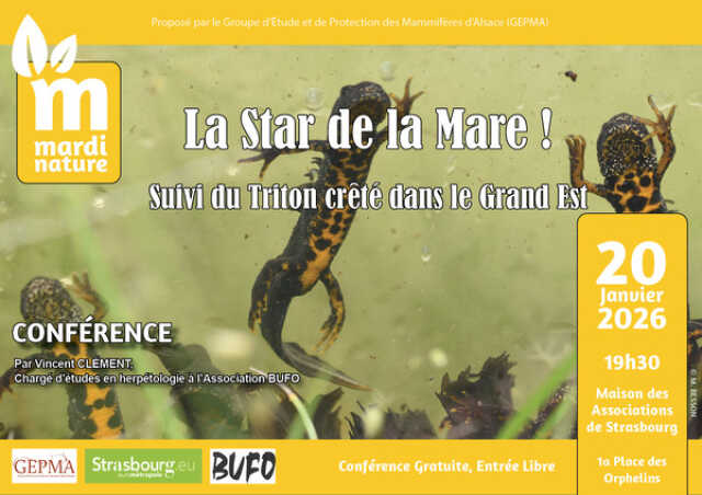 Conférence du Mardi Nature - Triton crêté