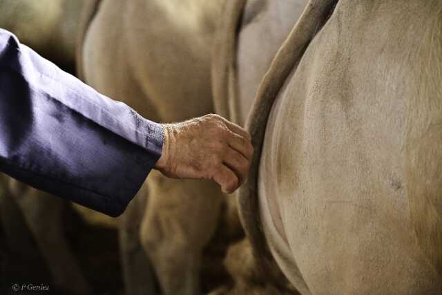 Festival Festiboeuf - Concours national d'animaux de boucherie