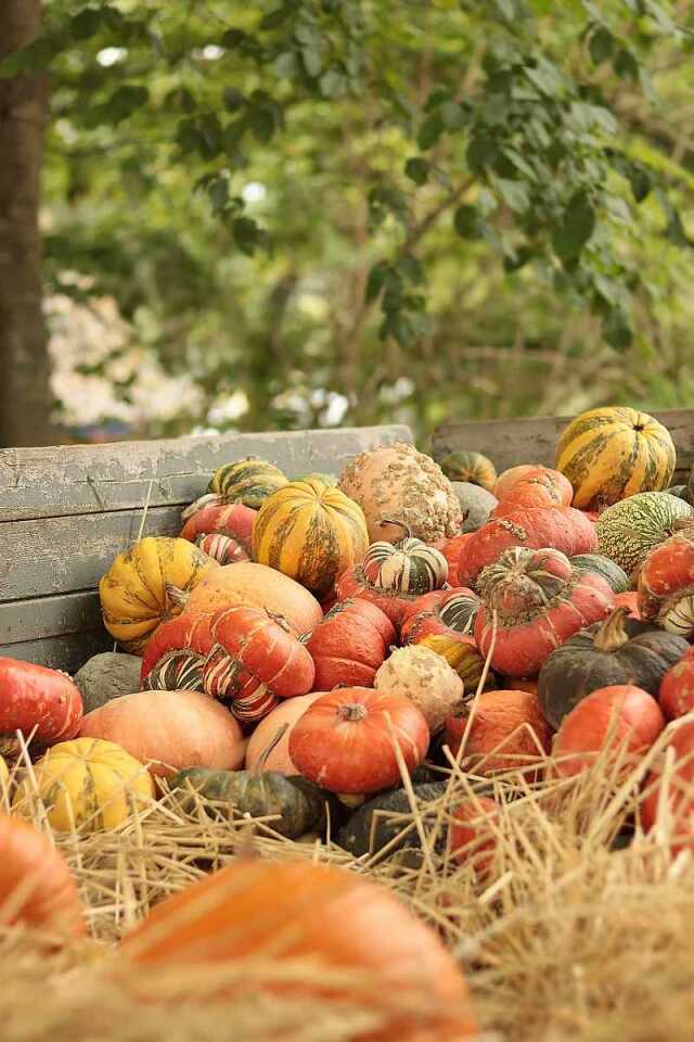 FOIRE À LA CITROUILLE DE BAUDRECOURT