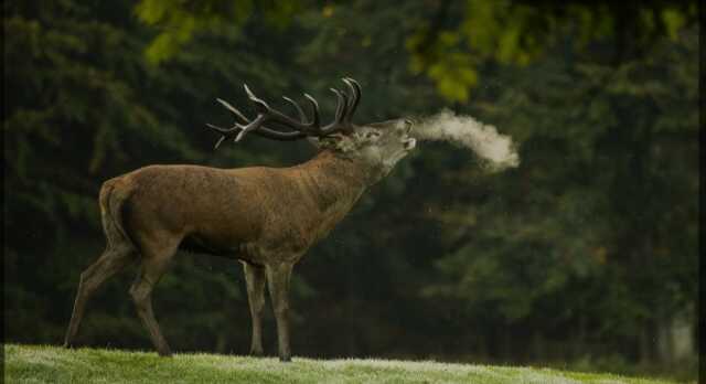 Balade : le brâme du cerf