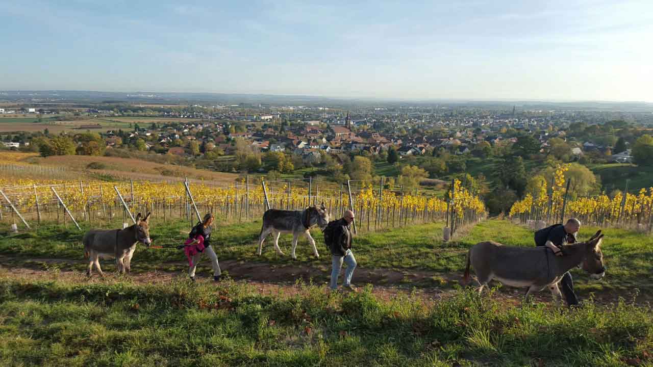 Randonnée avec les ânes