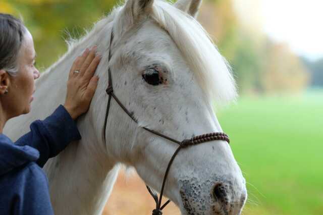 Equicoaching