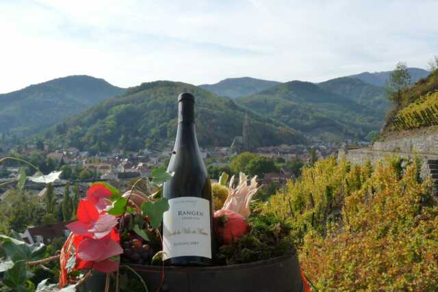 Vignoble en scène