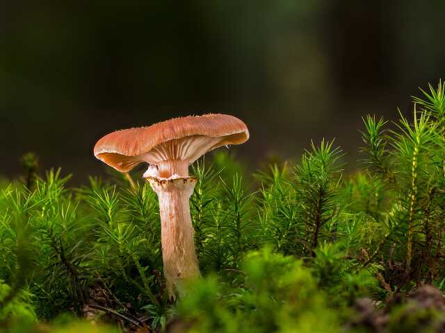 Le champignon, c'est hallucinant