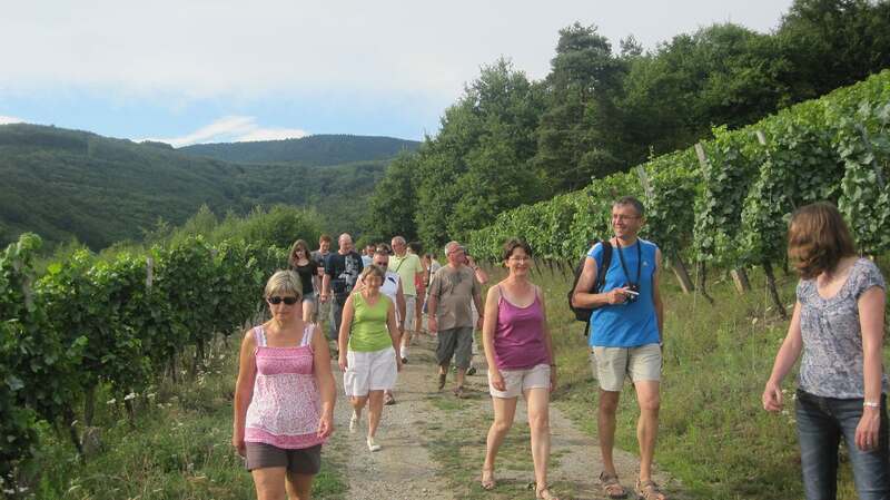 Visite guidée du vignoble d'Albé et dégustation de vins