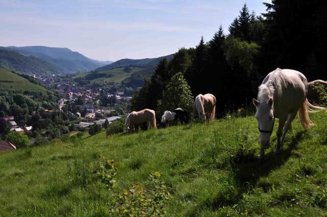 Visite découverte : Autour du Brifosse et d'Hergauchamps