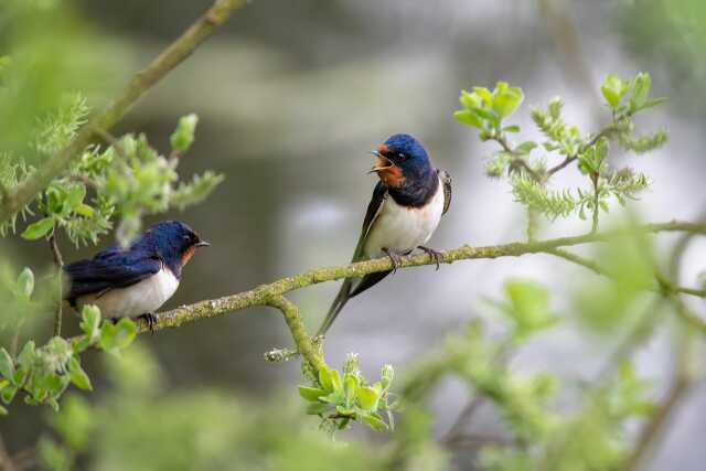 Quand les oiseaux inspirent la musique classique et les contes