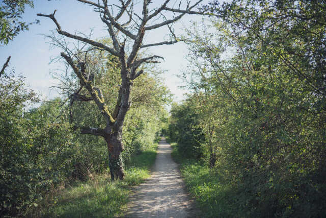 Bain de forêt, entre nature et poésie