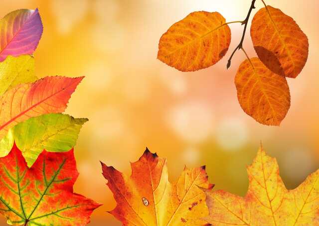 Marché d'automne