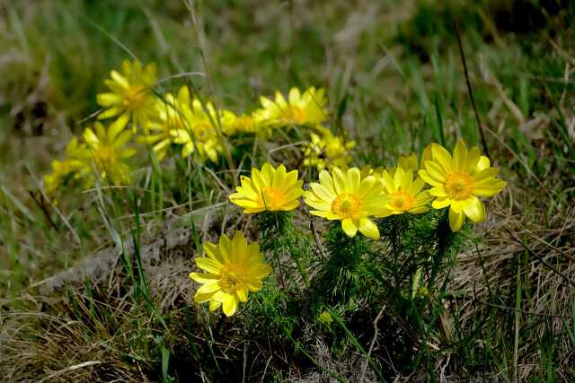 Réveil sur la forêt de Heiteren : entre oiseaux chanteurs et adonis