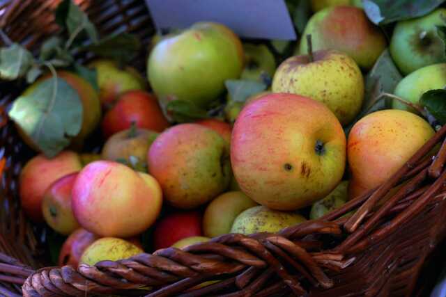 Exposition fruitière