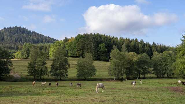 Sentiers Plaisir : La clairière du Hang