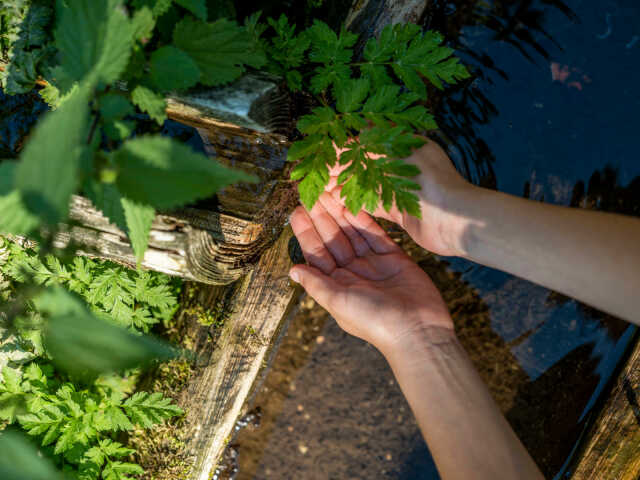 Atelier journée cueillette et cuisine de plantes sauvages