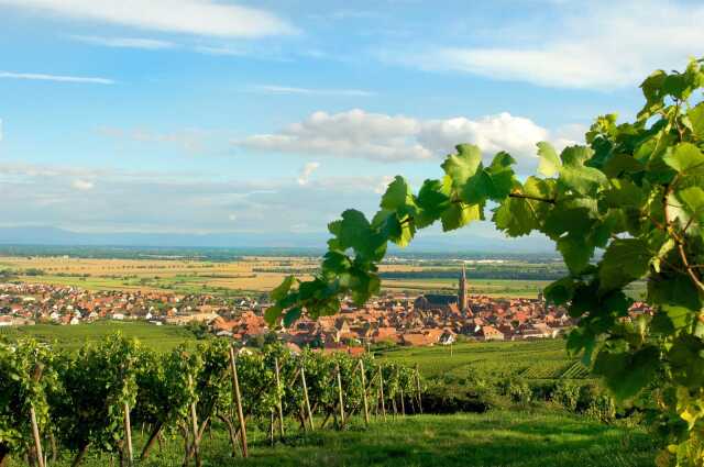 Vendanges de la Confrérie des Bienheureux du Frankstein