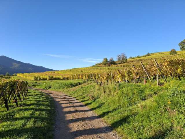 Vignobles en Scène Alsace : Jeu de piste entre Vignes et Forêt