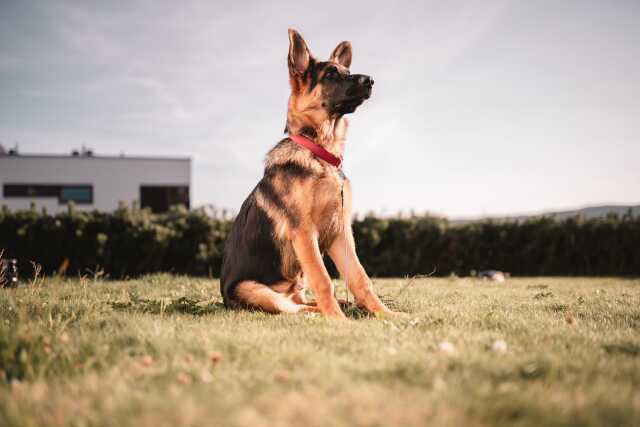 Concours pour chiens d'utilité